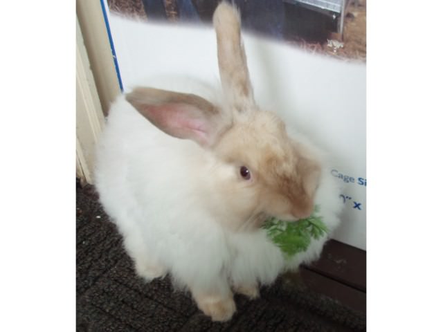 フレンチアンゴラ